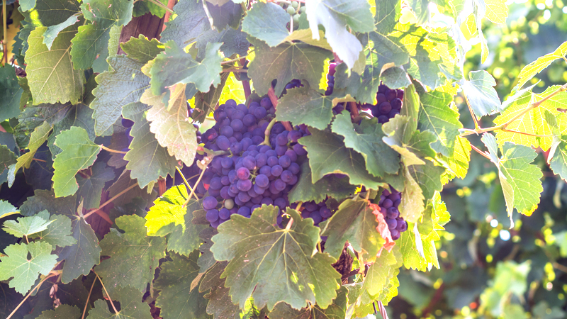 Cacho de uvas tintas em vinha na região de Setúbal